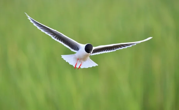 V přední části Black-headed Gull (Larus ridibundus), létající — Stock fotografie