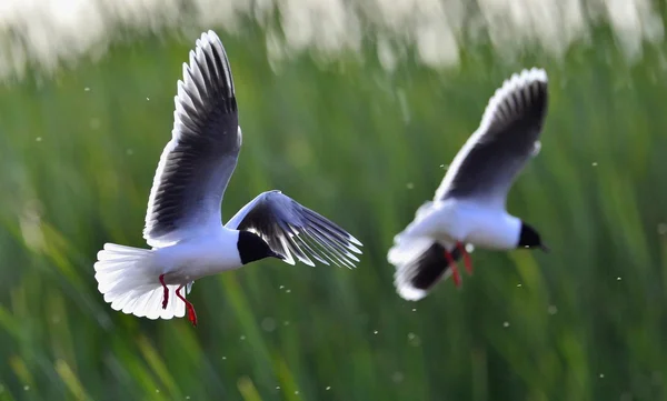 Flying gull — Stock Photo, Image