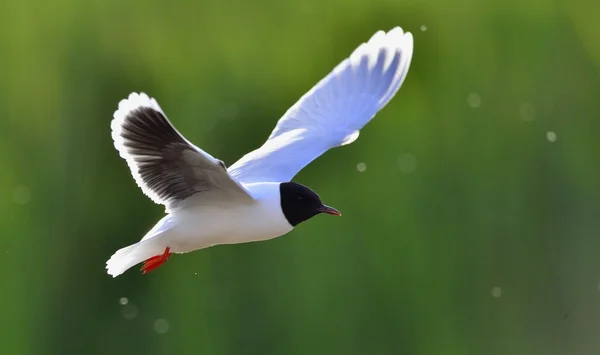 Flying gull — Stock Photo, Image