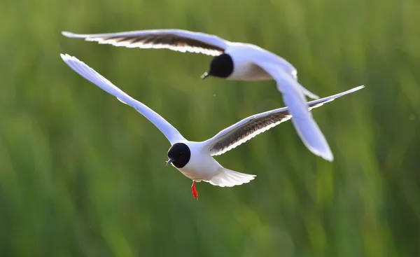 Skrattmås (Larus ridibundus) framsida flyger — Stockfoto