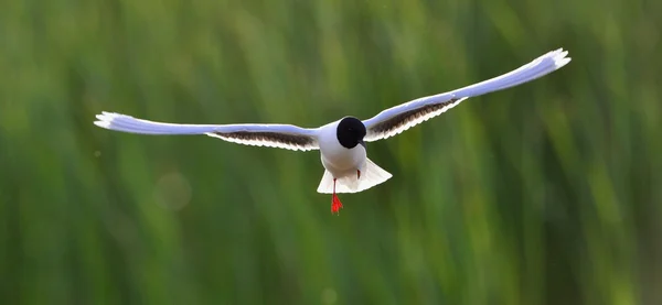 Karabaş Martı Larus Ridibundus Uçuş Yeşil Çim Zemin Üzerine — Stok fotoğraf