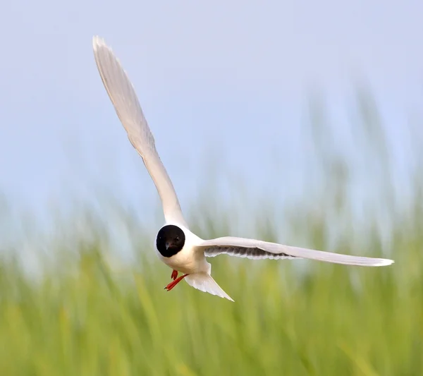 The front of Black-headed Gull (Larus ridibundus) flying — Stock Photo, Image