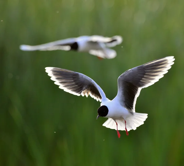 Skrattmås (Larus ridibundus) framsida flyger — Stockfoto