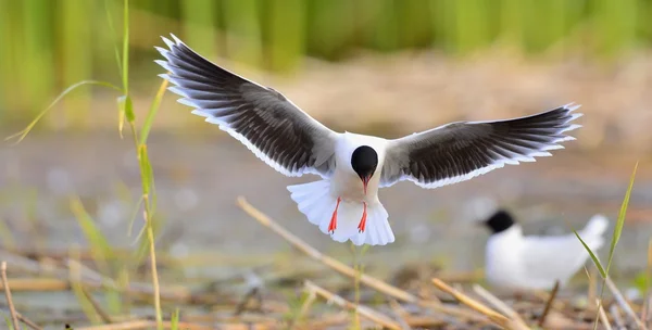 Передняя часть летящей черноголовой чайки (Larus bundus) — стоковое фото