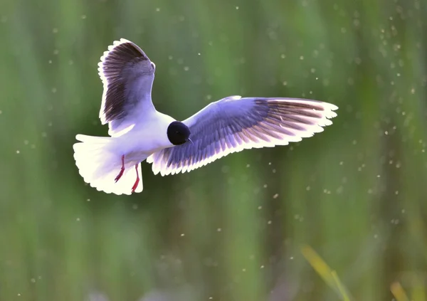 Черноголовая Чайка Larus Ridibundus Полете Зеленом Фоне Травы Подсветка — стоковое фото