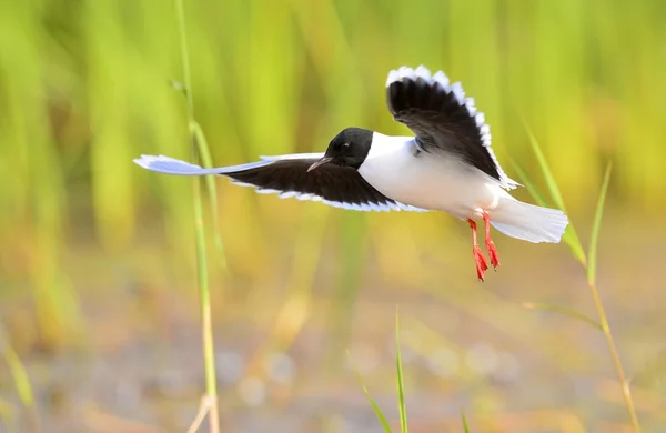 Racek chechtavý (chroicocephalus ridibundus) — Stock fotografie