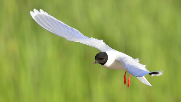 Gabbiano Nero Che Vola Larus Ridibundus — Foto Stock