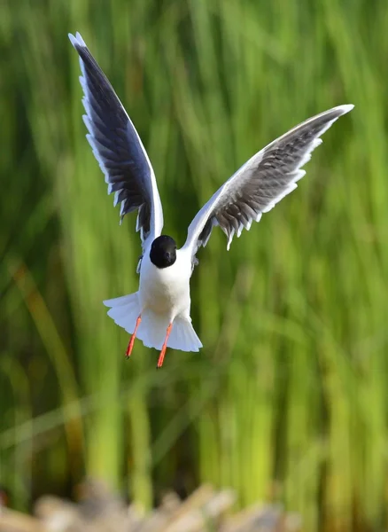 Черноголовая чайка (Chroicocephalus ridibundus ) — стоковое фото