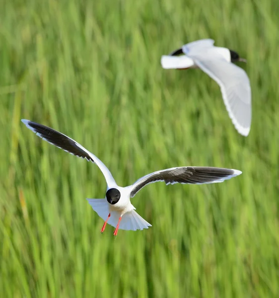 The black-headed gull (Chroicocephalus ridibundus) — Stock Photo, Image