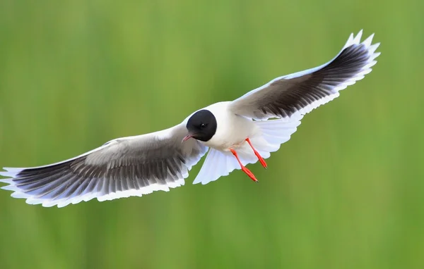 Черноголовая Чайка Larus Ridibundus Полете Зеленом Фоне Травы Фронт — стоковое фото