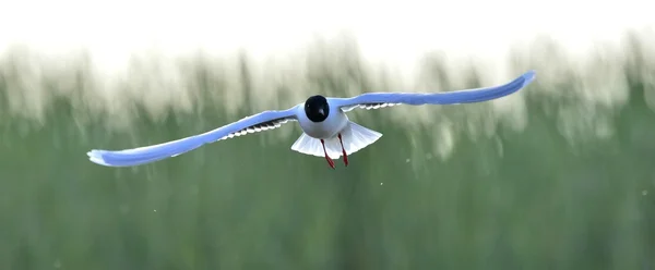 Die Vorderseite der Möwe (larus ridibundus) fliegt — Stockfoto