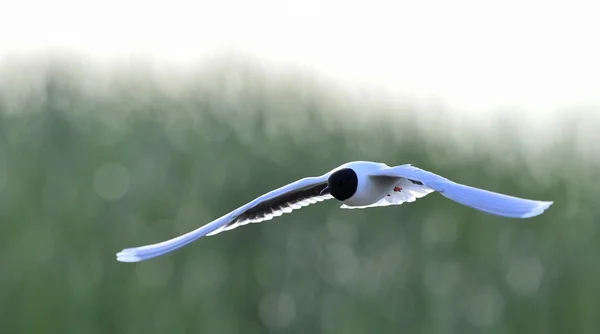 Az első Black-headed Gull (Larus ridibundus) repülő — Stock Fotó