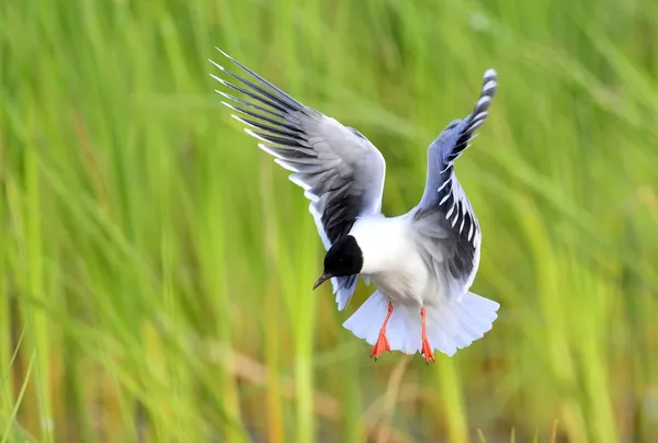 Racek chechtavý (chroicocephalus ridibundus) — Stock fotografie