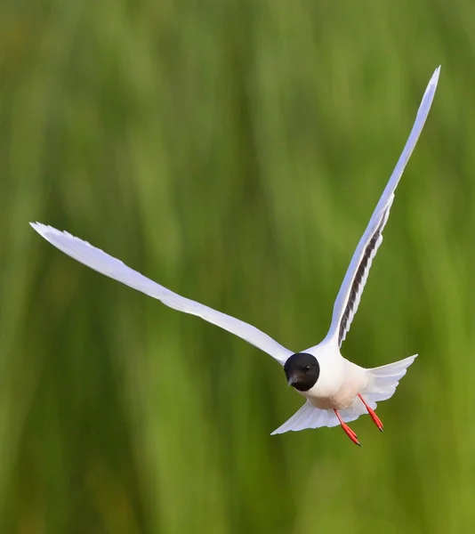 Передняя часть летящей черноголовой чайки (Larus bundus) — стоковое фото