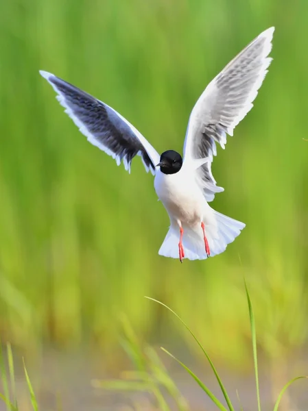 A gaivota de cabeça preta (Chroicocephalus ridibundus ) — Fotografia de Stock