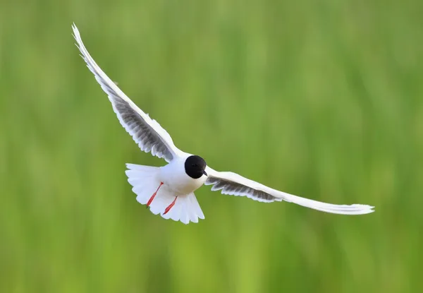 Skrattmås (Larus ridibundus) framsida flyger — Stockfoto