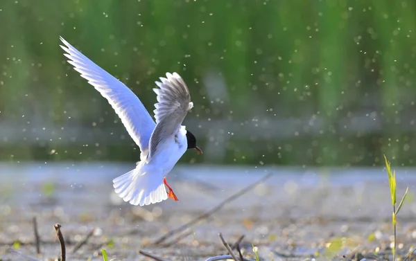 Flying gull — Stock Photo, Image