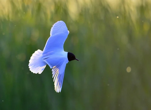 Flying gull — Stock Photo, Image