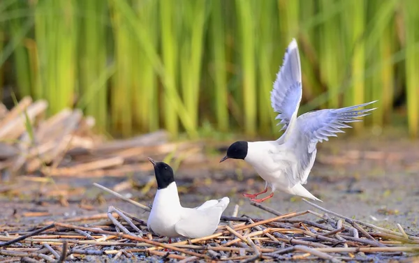 Flygande mås — Stockfoto