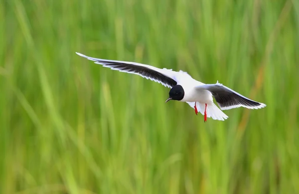 Kokmeeuw Larus Ridibundus Tijdens Vlucht Achtergrond Groen Gras — Stockfoto