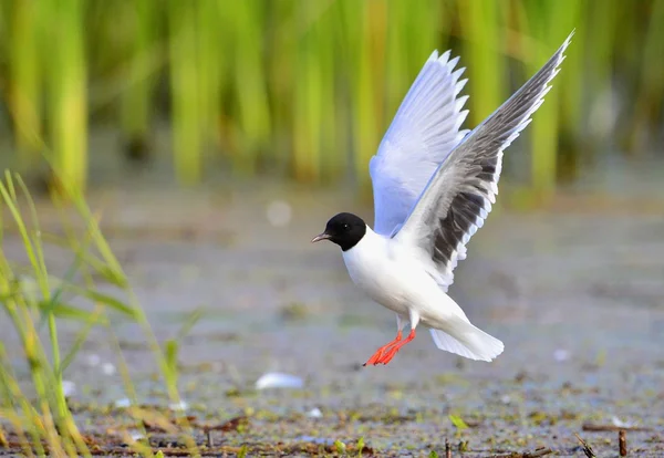 Черноголовая чайка (Larus ridibundus) летит — стоковое фото