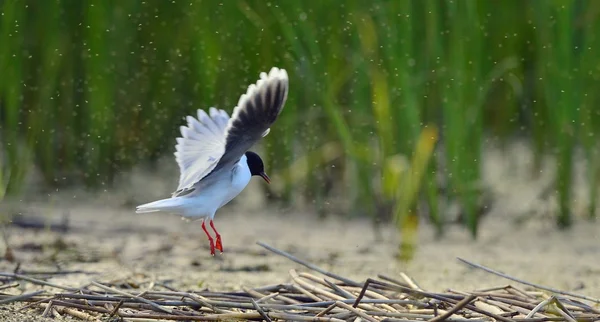 Skrattmås Larus Ridibundus Flygning Grönt Gräs Bakgrunden — Stockfoto