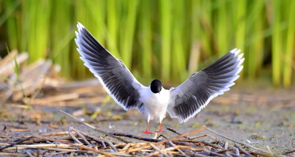 Schwarzkopfmöwe Larus Ridibundus Flug Auf Dem Grünen Grashintergrund Eine Fliegende — Stockfoto