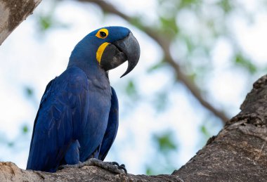 Mavi sümbül papağanı dalda oturuyor. Yan manzara, mavi gökyüzü arkaplanı. Parlak Mavi Hyacinth Macaw, Anodorhynchus sümbül. Doğal yaşam alanı. Brezilya.