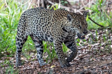 Jaguar ormanda yürüyor. Panthera onca. Doğal yaşam alanı. Cuiaba Nehri, Brezilya