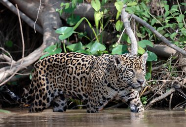 Sudaki Jaguar. Panthera onca. Yeşil doğal arka plan. Yan görüş. Doğal yaşam alanı. Cuiaba Nehri, Brezilya