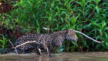 Nehirdeki suya gizlice Jaguar sokmak. Yeşil doğal arka plan. Panthera onca. Doğal yaşam alanı. Cuiaba Nehri, Brezilya