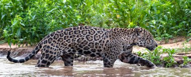 Nehirdeki suya gizlice Jaguar sokmak. Yeşil doğal arka plan. Panthera onca. Doğal yaşam alanı. Cuiaba Nehri, Brezilya