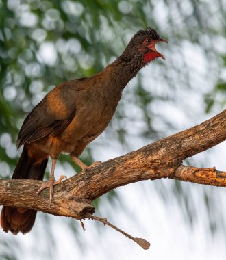 Chaco Chachalaca (Ortalis canicollis) ağaçta şarkı söyler. Doğal yaşam alanı. Brezilya