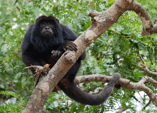 Black Howler Monkey Alouatta Caraya Macho Árvore Fundo Natural Verde — Fotografia de Stock
