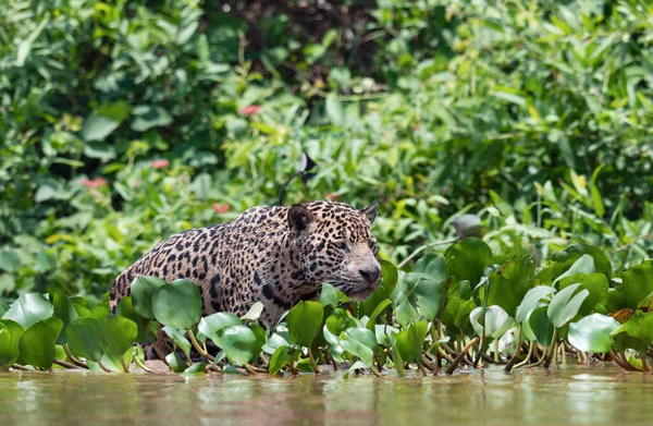 Nehirdeki Suya Gizlice Jaguar Sokmak Yeşil Doğal Arka Plan Panthera — Stok fotoğraf