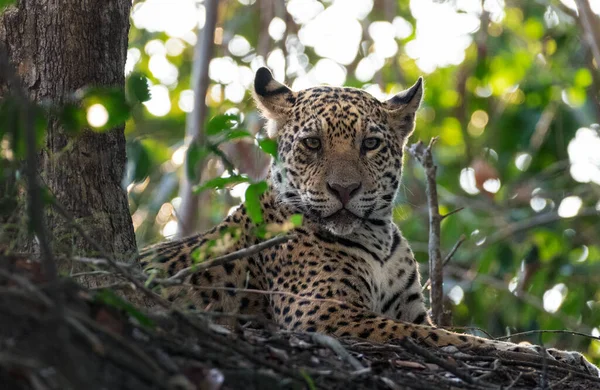 Jaguar Adalah Beristirahat Akar Pohon Panthera Onca Habitat Alami Sungai — Stok Foto