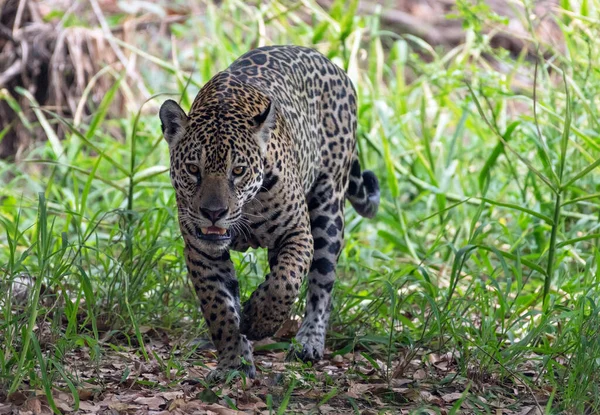 Jaguar Wchodzi Lasu Panterę Oncę Środowisko Naturalne Rzeka Cuiaba Brazylia — Zdjęcie stockowe