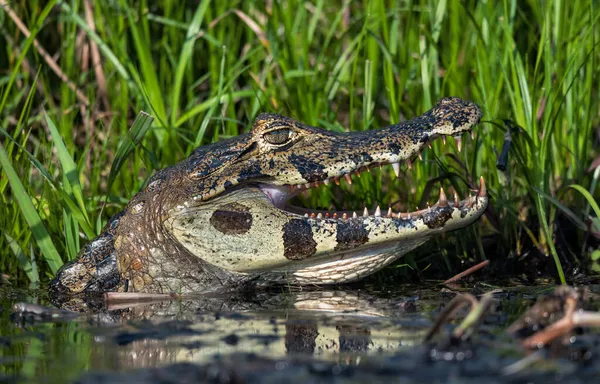 Caiman Στο Νερό Yacare Caiman Caiman Yacare Επίσης Γνωστό Jacare — Φωτογραφία Αρχείου