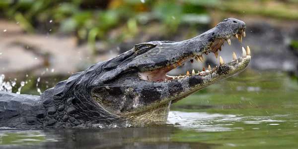 Caiman with open mouth in the water.The yacare caiman (Caiman yacare), also known commonly as the jacare caiman. Side view. Natrural habitat. Brazil.