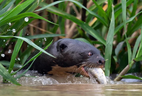 Otter Gigante Comiendo Pescado Agua Fondo Natural Verde Otter Gigante — Foto de Stock