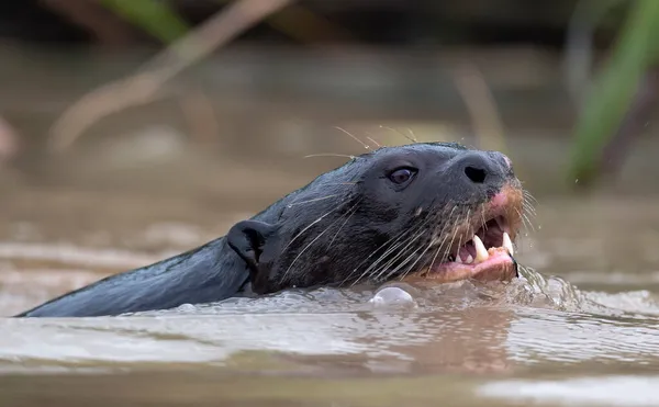 Jätteutter Med Öppen Mun Som Simmar Vattnet Jättefloden Otter Pteronura — Stockfoto