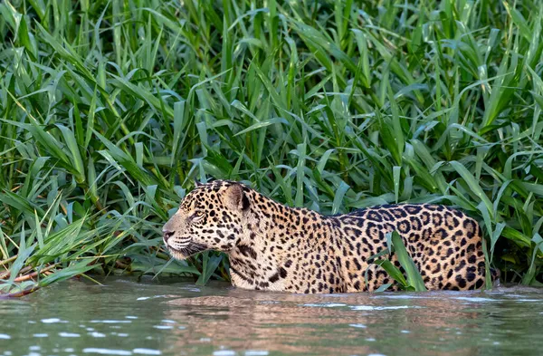 在河里的水里偷溜美洲豹 绿色天然背景 Panthera Onca 自然栖息地巴西Cuiaba河 — 图库照片
