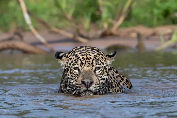Pływanie Jaguarem Rzece Cuiaba Przodu Panterę Oncę Środowisko Naturalne Rzeka — Zdjęcie stockowe
