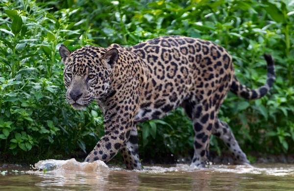 Jaguar Wchodzi Wody Zielone Naturalne Tło Panterę Oncę Środowisko Naturalne — Zdjęcie stockowe