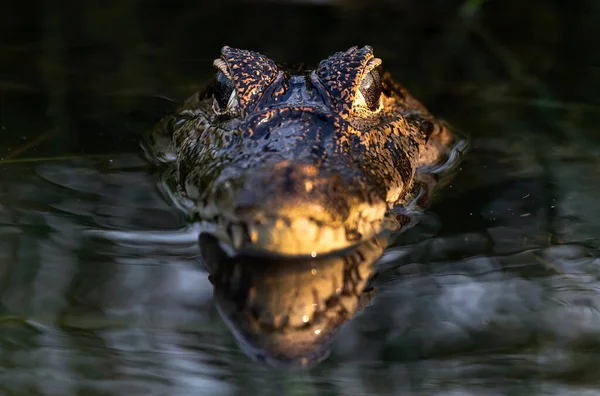 Caiman Água Vista Frontal Fundo Escuro Jacaré Jacaré Caiman Yacare — Fotografia de Stock