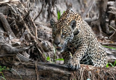 Çömelmiş Jaguar. Jaguar ormanda yürüyor. Ön manzara. Panthera onca. Doğal yaşam alanı. Cuiaba Nehri, Brezilya