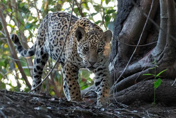 Çömelmiş Jaguar Jaguar Ormanda Yürüyor Manzara Panthera Onca Doğal Yaşam — Stok fotoğraf