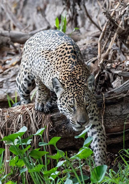 Çömelmiş Jaguar Jaguar Ormanda Yürüyor Manzara Panthera Onca Doğal Yaşam — Stok fotoğraf