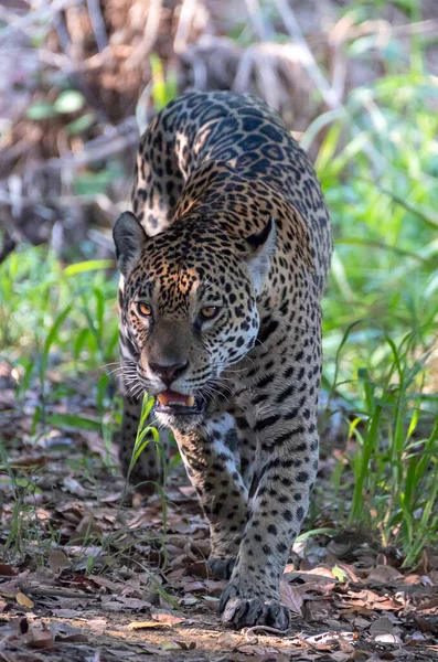 Podstępny Jaguar Jaguar Wchodzi Lasu Przodu Panterę Oncę Środowisko Naturalne — Zdjęcie stockowe