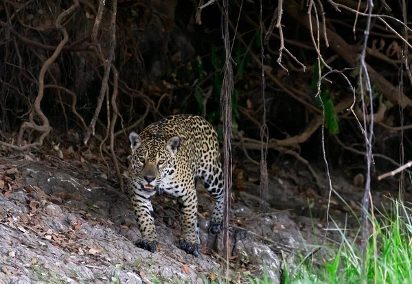 Crouching Jaguar Jaguar Walking Forrest Front View Panthera Onca Natural — Stock Photo, Image